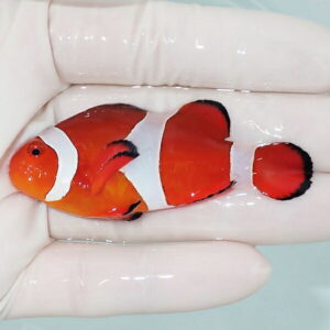 【現物4】カクレクマノミbig 7cm! wild 海水魚 カクレクマノミ(t111(t207