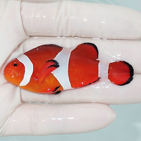 【現物4】カクレクマノミbig 7cm! wild 海水魚 カクレクマノミ(t111(t207