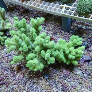 4_2607151933r - AQUAGIFT 用品ショップ