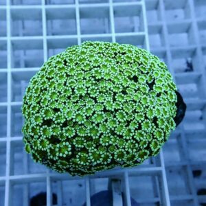 【サンゴ現物4】アワサンゴ! 15時までのご注文で当日発送 【サンゴ】