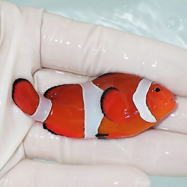 【現物5】カクレクマノミbig 6.8cm!  wild 海水魚 カクレクマノミ(t111(t207