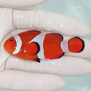 【現物5】カクレクマノミbig 6.8cm!  wild 海水魚 カクレクマノミ(t111(t207