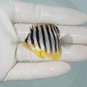 【現物5】シマヤッコ 4.5cm±! 海水魚 生体 15時までのご注文で当日発送(t111(t207