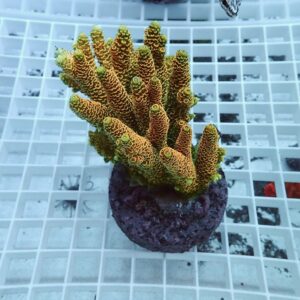 【サンゴ現物68】ブリードミドリイシ !15時までのご注文で当日発送 【ミドリイシ】(t214