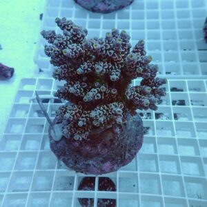 【サンゴ現物71】ブリードミドリイシ !15時までのご注文で当日発送 【ミドリイシ】(t214