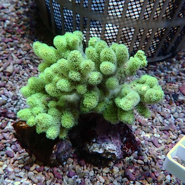 【サンゴ現物7】トサカ.sp 11-12cm沖縄産!15時までのご注文で当日発送 【サンゴ】(t145