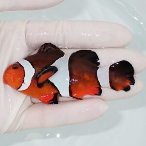 【現物7】顎スレ ヒレかけ カクレクマノミbig 8.5cm± ! wild 海水魚 カクレクマノミ(t111(t207