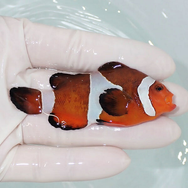【現物8】ヒレかけ スレ有り カクレクマノミbig 7.5cm±! wild 海水魚 カクレクマノミ(t111(t207