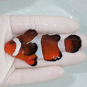 【現物8】ヒレかけ スレ有り カクレクマノミbig 7.5cm±! wild 海水魚 カクレクマノミ(t111(t207