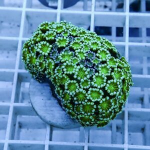 【サンゴ現物8】アワサンゴ! 15時までのご注文で当日発送 【サンゴ】