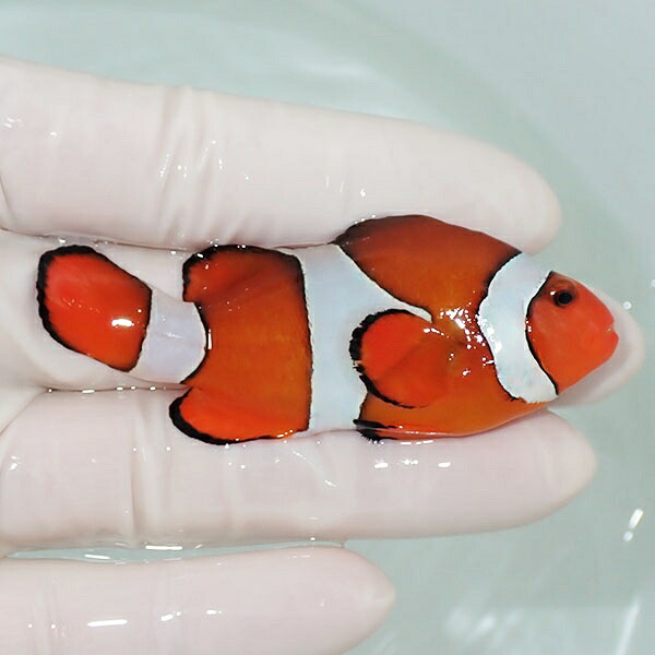 【現物9】カクレクマノミbig 7.5cm± ! wild 海水魚 カクレクマノミ(t111(t207