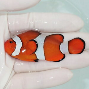 【現物9】カクレクマノミbig 7.5cm± ! wild 海水魚 カクレクマノミ(t111(t207