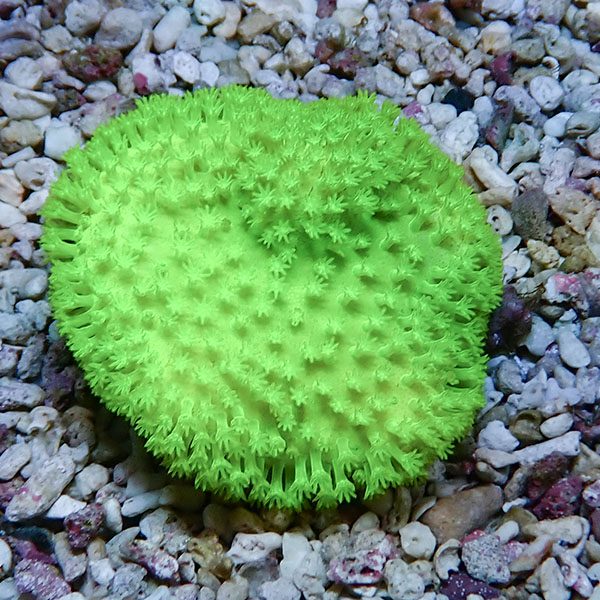 【サンゴ現物9】ウミキノコ メタリックグリーン 5-4cm!15時までのご注文で当日発送 【サンゴ】(t147