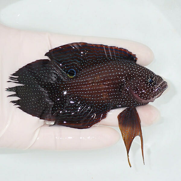 【現物1】アーグスコメット  11cm±! 海水魚  15時までのご注文で当日発送(t120(t207