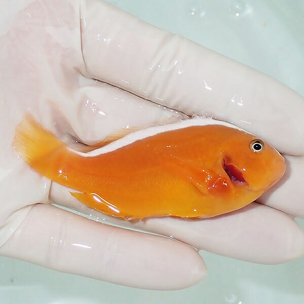 【現物】鰓欠けあり セジロクマノミ 7.5cm±! 海水魚 クマノミ  15時までのご注文で当日発送(t115(t207