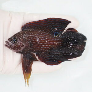 【現物1】アーグスコメット  11cm±! 海水魚  15時までのご注文で当日発送(t120(t207