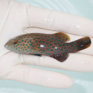 【現物】オオアオノメアラ 幼魚 8.5cm± !ハタ 海水魚 生体 15時までのご注文で当日発送(t120
