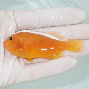 【現物】鰓欠けあり セジロクマノミ 7.5cm±! 海水魚 クマノミ  15時までのご注文で当日発送(t115(t207