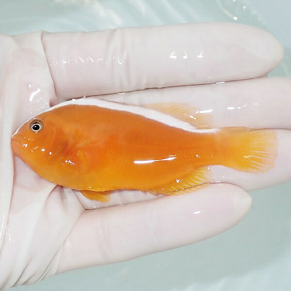 【現物】鰓欠けあり セジロクマノミ 7.5cm±! 海水魚 クマノミ  15時までのご注文で当日発送(t115(t207