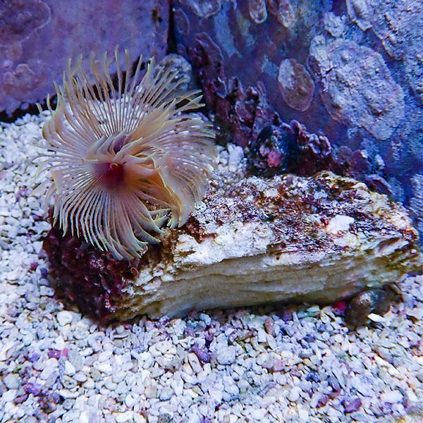 【現物1】ホンケヤリ 12-8cm!15時までのご注文で当日発送(t229