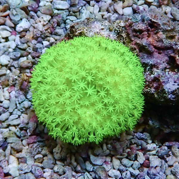 【サンゴ現物4】ウミキノコ メタリックグリーン 5-4cm!15時までのご注文で当日発送 【サンゴ】(t147