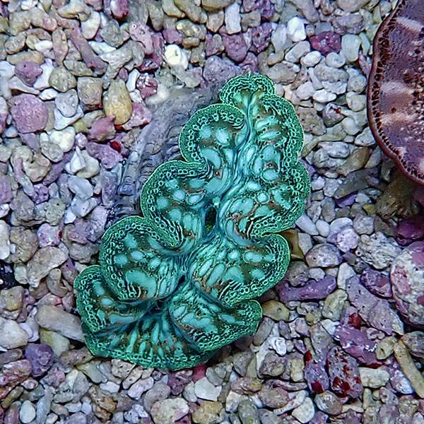 【サンゴ現物5】ヒメシャコガイ 5cm!15時までのご注文で当日発送 【サンゴ/沖縄/シャコガイ】(t136