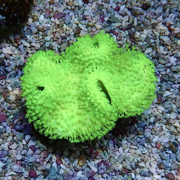 【サンゴ現物5】ウミキノコ メタリックグリーン 10-9cm!15時までのご注文で当日発送 【サンゴ】(t147