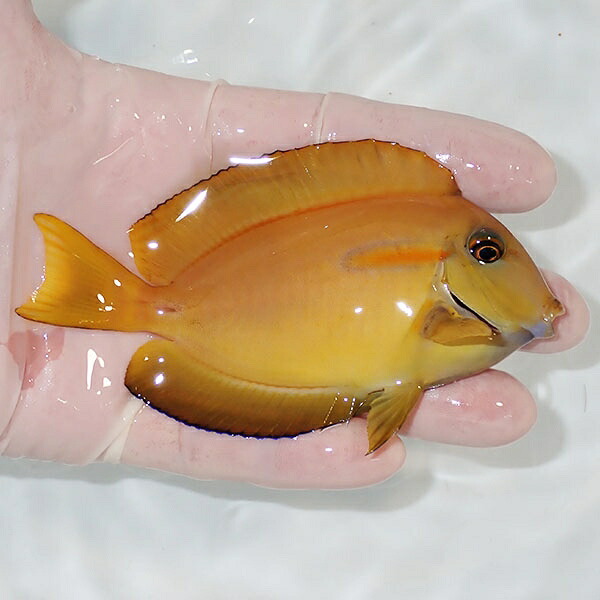 【現物】モンツキハギbig 11cm±! 海水魚 ハギ 15時までのご注文で当日発送(t119(t207