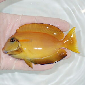 【現物】モンツキハギbig 11cm±! 海水魚 ハギ 15時までのご注文で当日発送(t119(t207