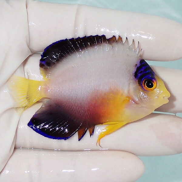 【現物1】粒エサOK マルチカラーエンゼル 6.5cm±! 海水魚 ヤッコ 15時までのご注文で当日発送(t111(t207