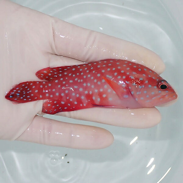 【現物1】ユカタハタ 10.5cm±  !海水魚 生体 15時までのご注文で当日発送(t120
