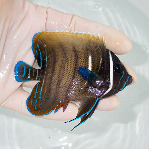 【現物2】ロクセンヤッコ 9cm± ! 海水魚 生体 15時までのご注文で当日発送(t111(t207
