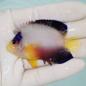 【現物1】粒エサOK マルチカラーエンゼル 6.5cm±! 海水魚 ヤッコ 15時までのご注文で当日発送(t111(t207