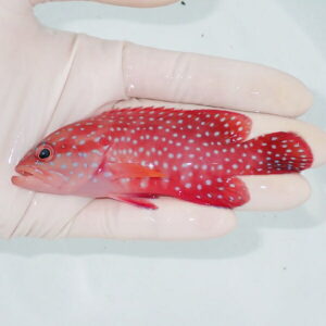 【現物1】ユカタハタ 10.5cm±  !海水魚 生体 15時までのご注文で当日発送(t120