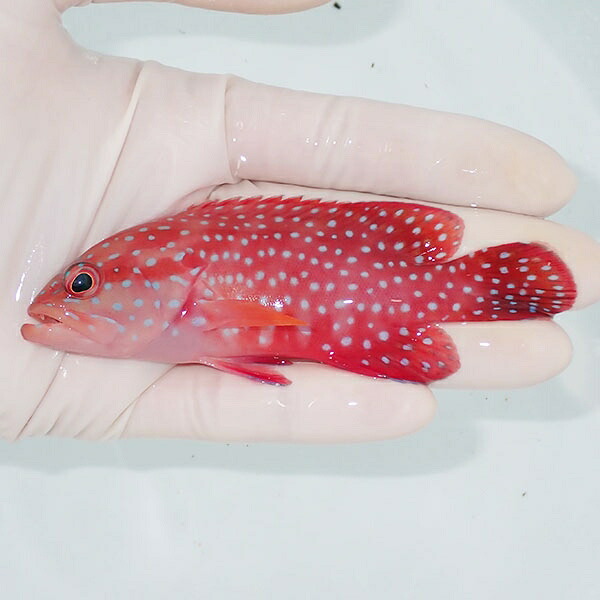 【現物1】ユカタハタ 10.5cm±  !海水魚 生体 15時までのご注文で当日発送(t120