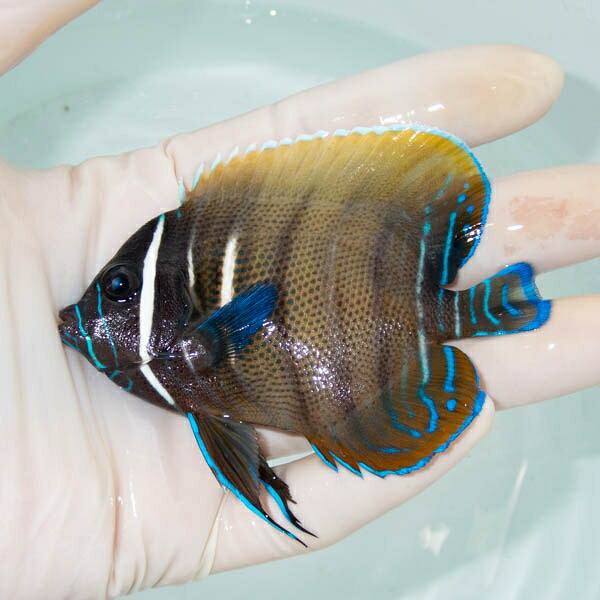 【現物2】ロクセンヤッコ 9cm± ! 海水魚 生体 15時までのご注文で当日発送(t111(t207