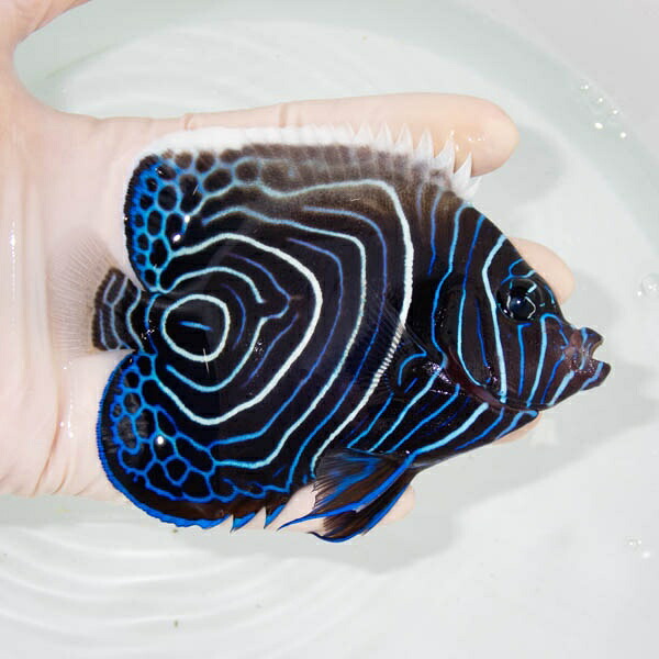 【現物】ウズマキ 12cm± ! 海水魚 ヤッコ 15時までのご注文で当日発送(t111