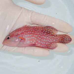 【現物2】ユカタハタ 11cm± !海水魚 生体 15時までのご注文で当日発送(t120