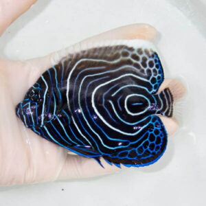 【現物】ウズマキ 12cm± ! 海水魚 ヤッコ 15時までのご注文で当日発送(t111