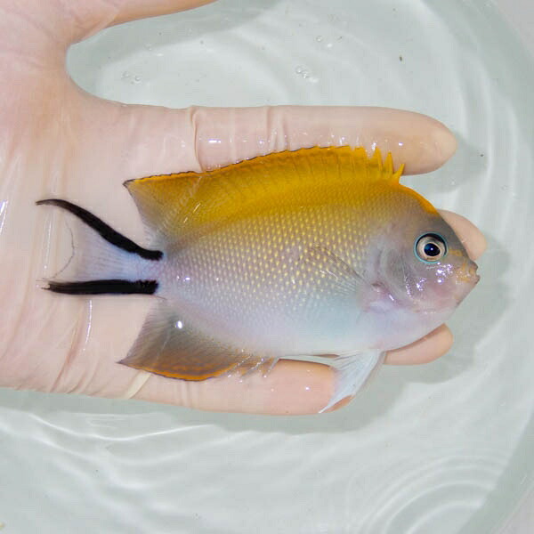 【現物】 ヤイトヤッコ   11.5cm± ! 海水魚 ヤッコ 15時までのご注文で当日発送(t111(t207