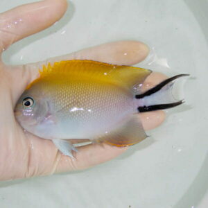 【現物】 ヤイトヤッコ   11.5cm± ! 海水魚 ヤッコ 15時までのご注文で当日発送(t111(t207