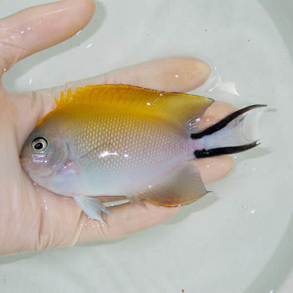 【現物】 ヤイトヤッコ   11.5cm± ! 海水魚 ヤッコ 15時までのご注文で当日発送(t111(t207