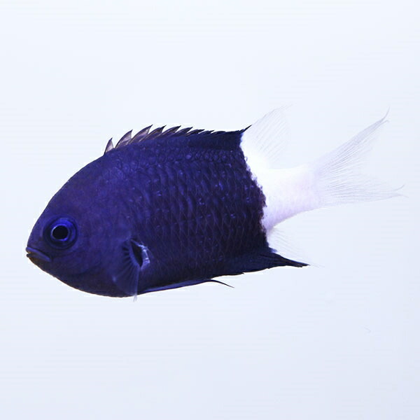 シコクスズメ 5-6cm±! 海水魚 スズメダイ 15時までのご注文で当日発送(t117