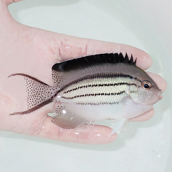 【現物1】タテジマヤッコ 10.5cm±! 海水魚 ヤッコ 15時までのご注文で当日発送(t111(t207