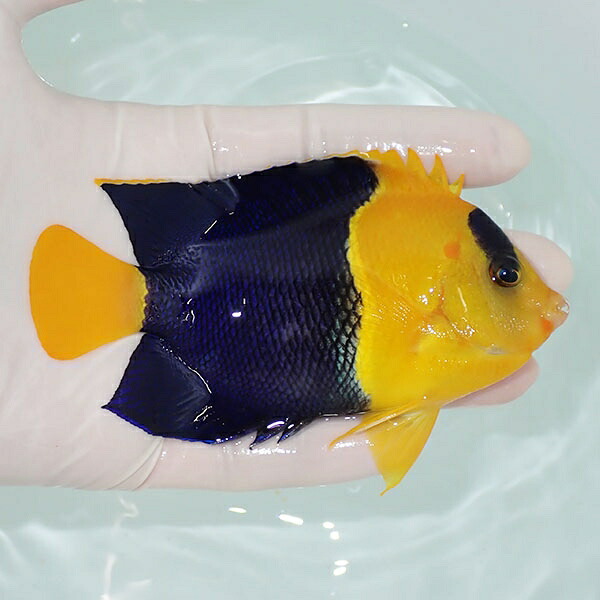 【現物1】ソメワケヤッコ big 12cm±! 海水魚 ヤッコ 15時までのご注文で当日発送(t111(t207