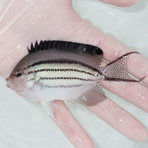 【現物1】タテジマヤッコ 10.5cm±! 海水魚 ヤッコ 15時までのご注文で当日発送(t111(t207