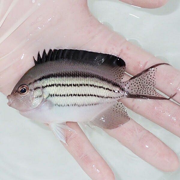 【現物1】タテジマヤッコ 10.5cm±! 海水魚 ヤッコ 15時までのご注文で当日発送(t111(t207