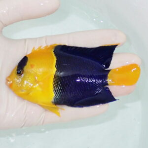 【現物1】ソメワケヤッコ big 12cm±! 海水魚 ヤッコ 15時までのご注文で当日発送(t111(t207