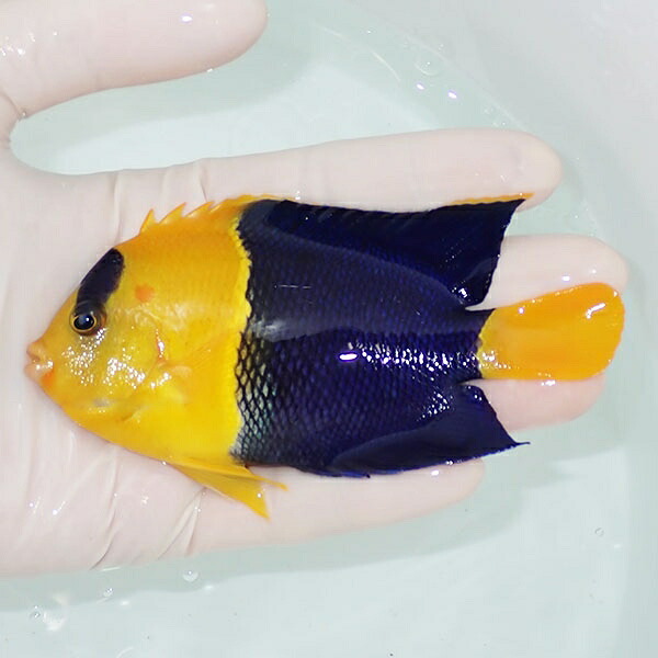 【現物1】ソメワケヤッコ big 12cm±! 海水魚 ヤッコ 15時までのご注文で当日発送(t111(t207