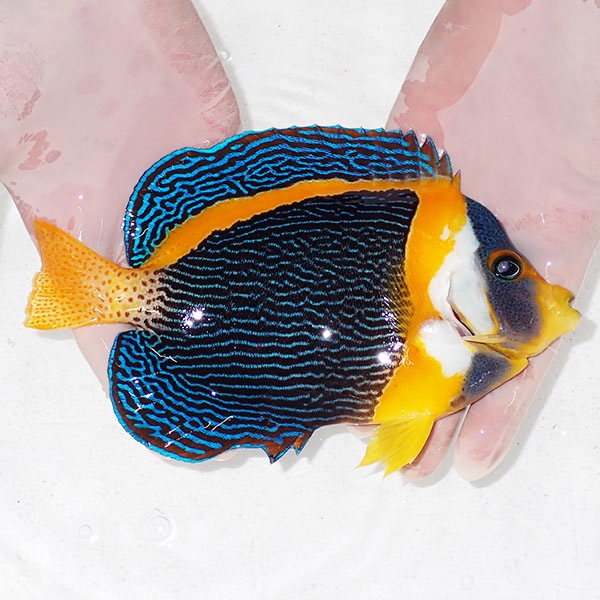 【現物4】右目気泡あり 顔スレ有り スクリブルドエンゼル オス個体 22cm±! 海水魚 ヤッコ 15時までのご注文で当日発送(t111(t207